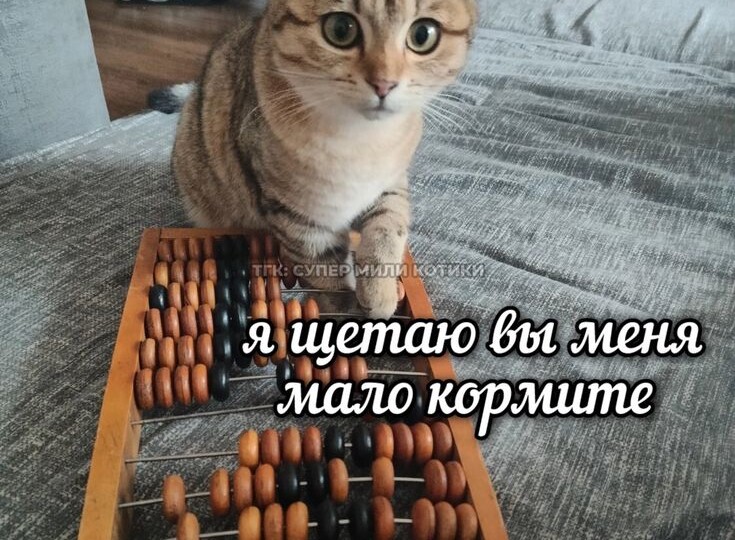 Котомемы