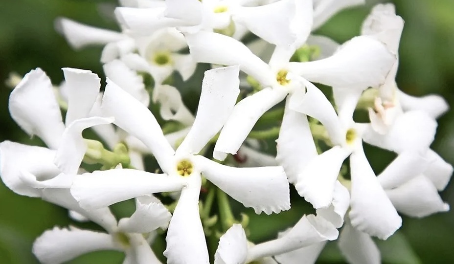 ТРАХЕЛОСПЕРМУМ ЖАСМИНОВИДНЫЙ (Trachelospermum jasminoides)