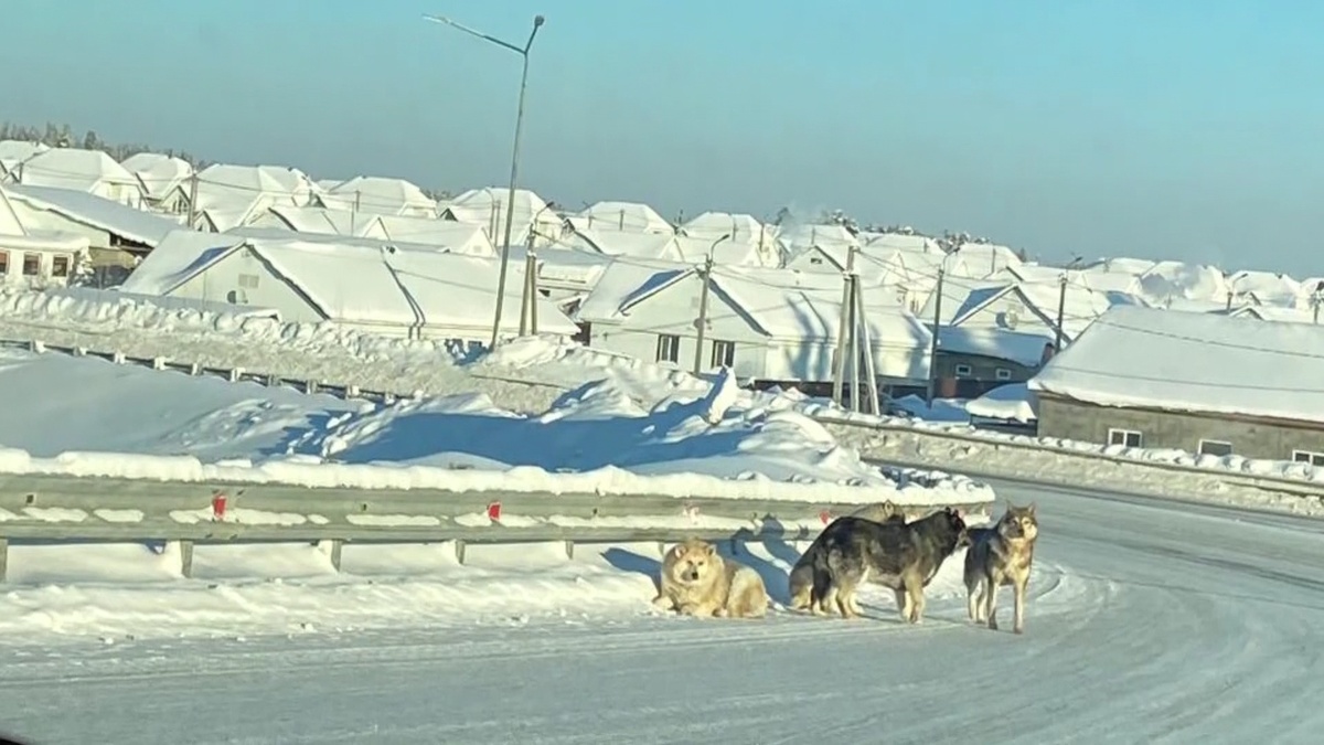    В Советском отловили почти 30 бродячих собак