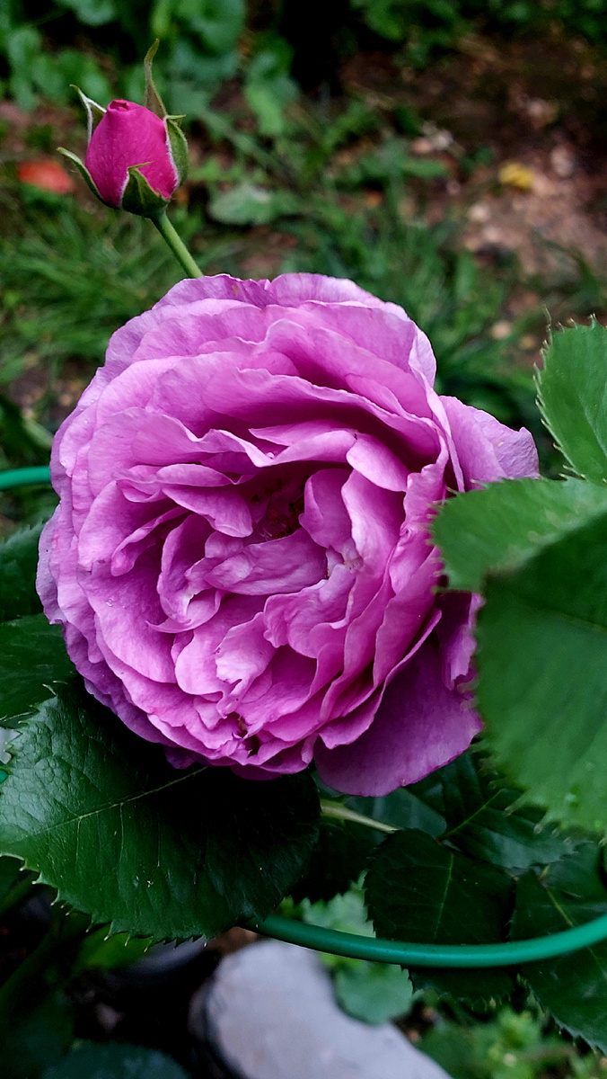 Минерва. Флорибунда