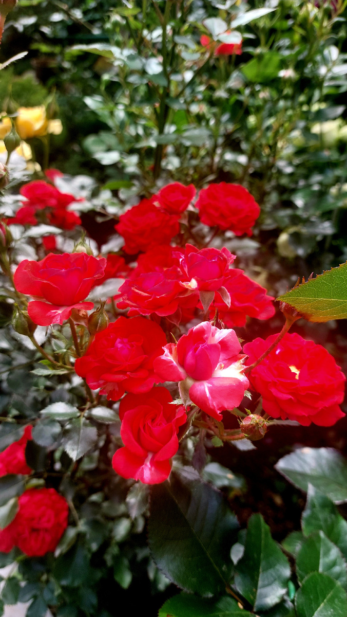 Цвергенфее. Миниатюрная роза 