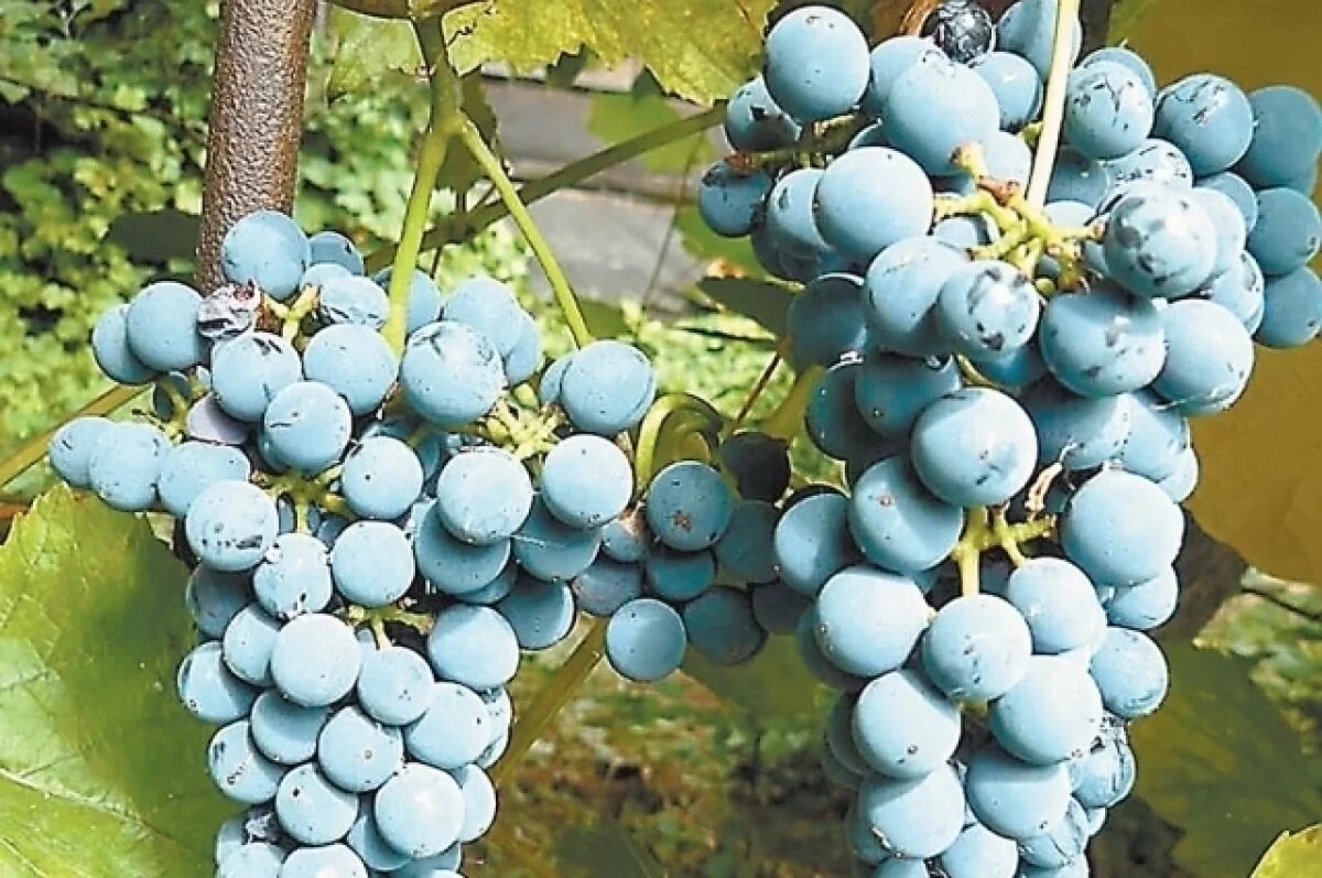    Крым планирует сменить аграрный курс в условиях засухи