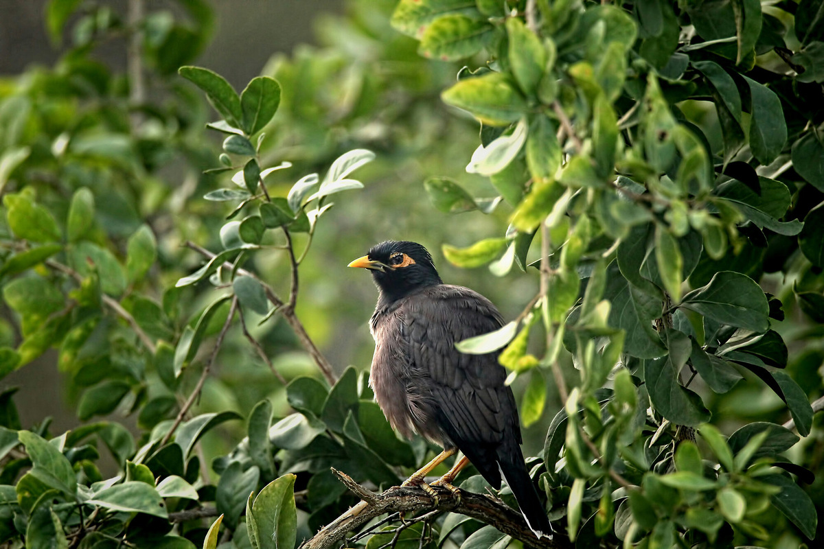 Узнаваемая черта майн — кожа вокруг глаз ярко-жёлтого цвета, это характерно для обыкновенной и береговой майны. Фото: viswaprem anbarasapandian / Unsplash