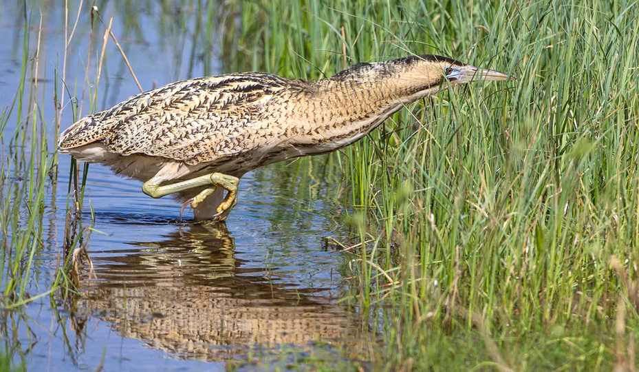 Большая выпь