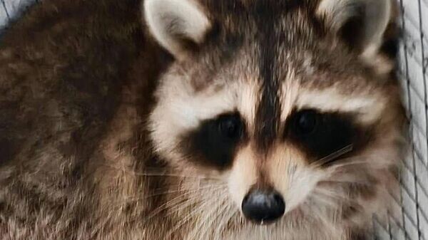    © Photo : Telegram / ГТК Беларуси