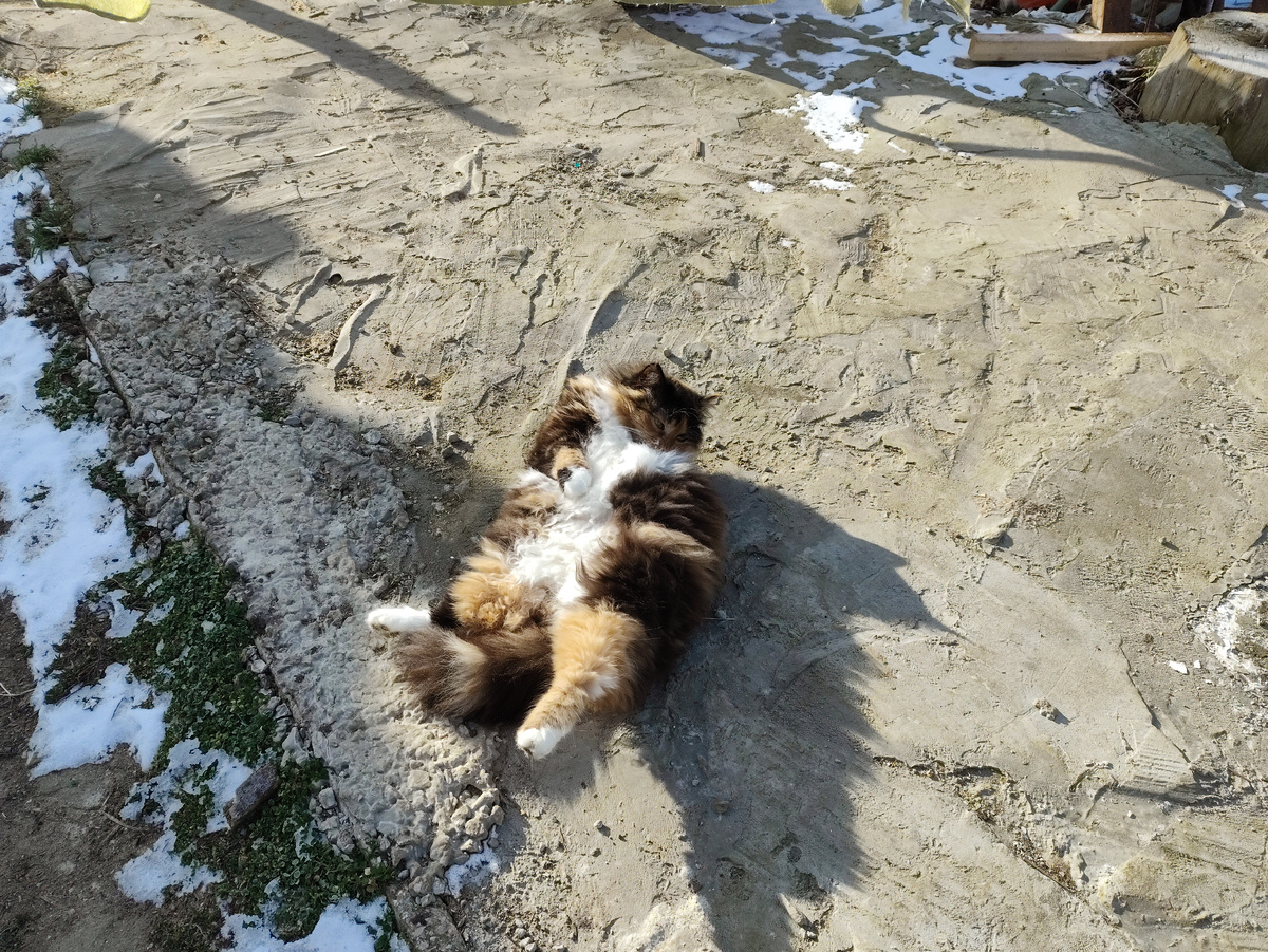 Муха постоянно на этом месте валяется почему-то. Катается по земле...