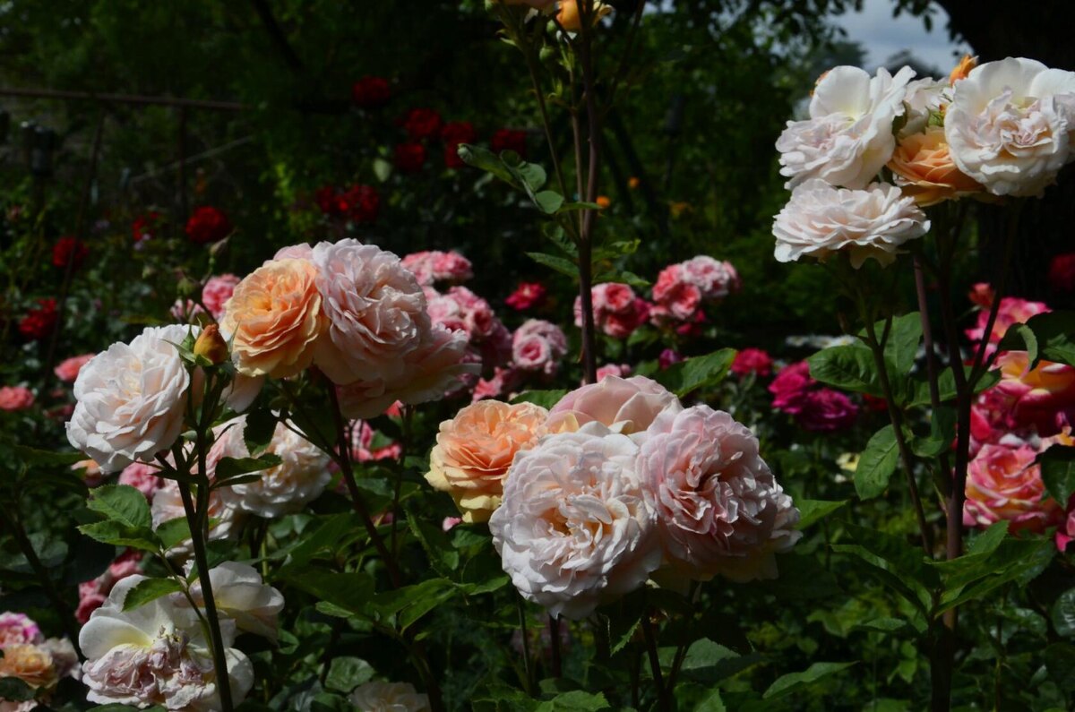 Роза Чарльз Остин.