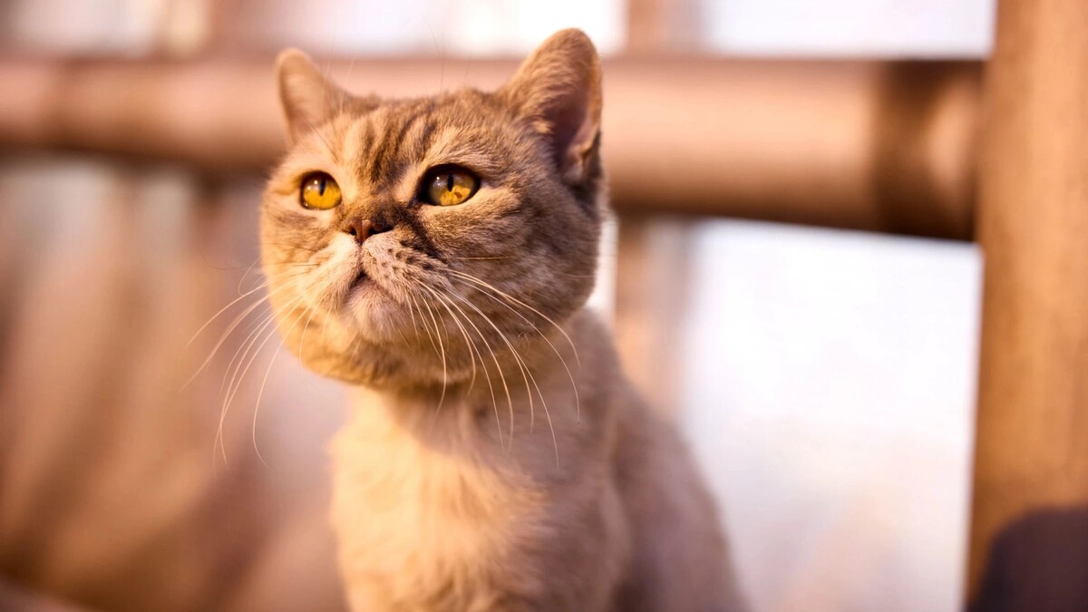    Характер каждой кошки – индивидуален. Фото: Юрий Здебский / «Ямал-Медиа»