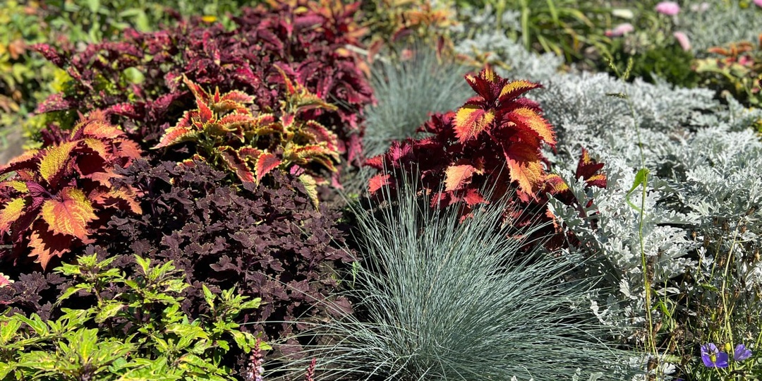 Колеусы- украшение сада