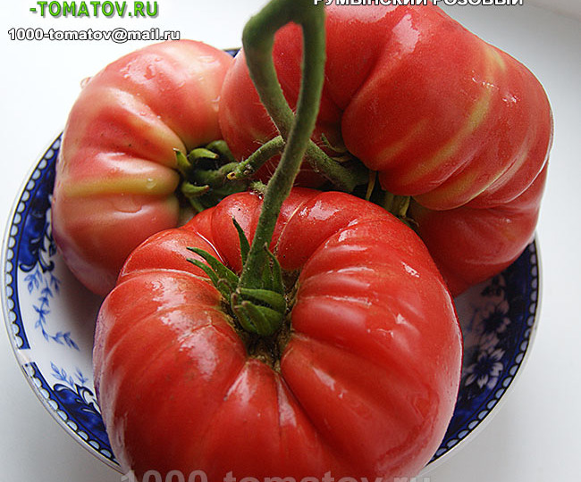 ТОМАТЫ – КРУПНОПЛОДНЫЕ, СУПЕР УРОЖАЙНЫЕ СОРТА ч 7