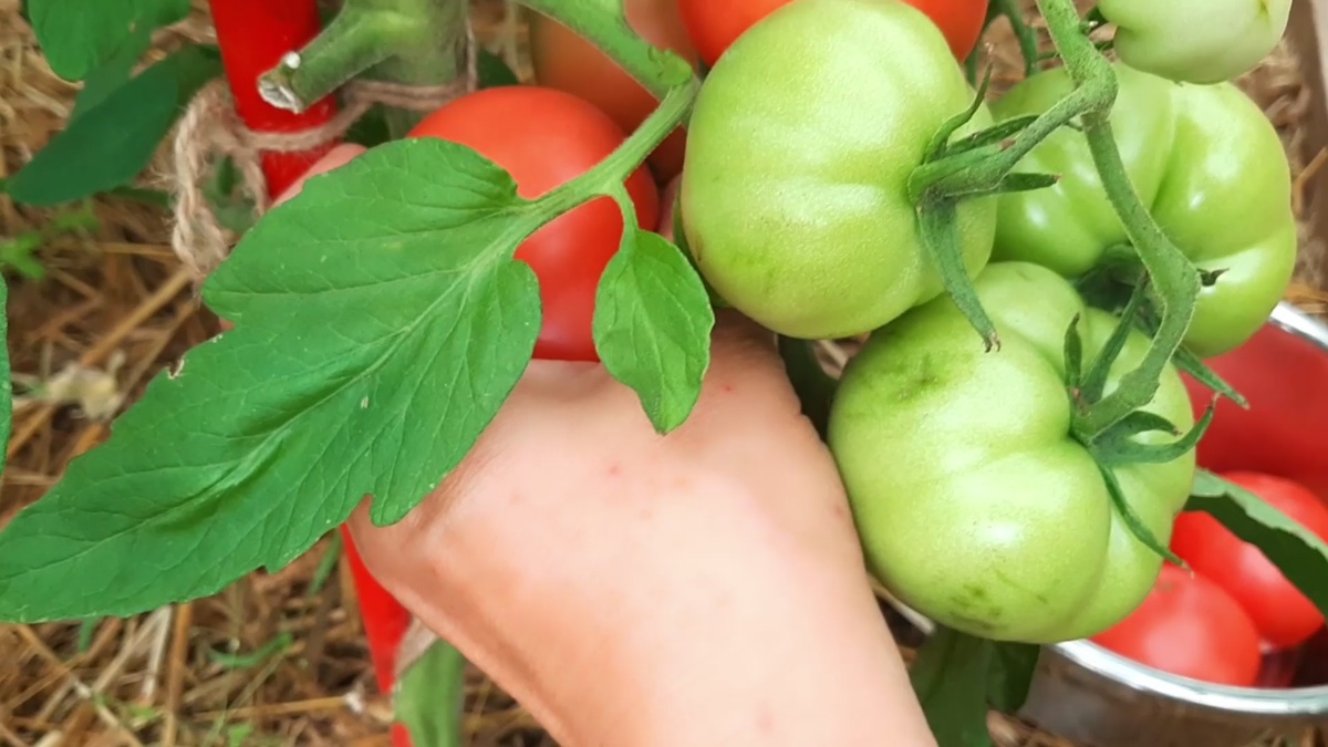 Томат Иваныч F1.