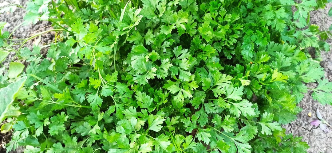 🌿 Петрушка взошла «щеткой» за 3 часа? Честно разбираю: сорт Богатырь и 1 хитрость