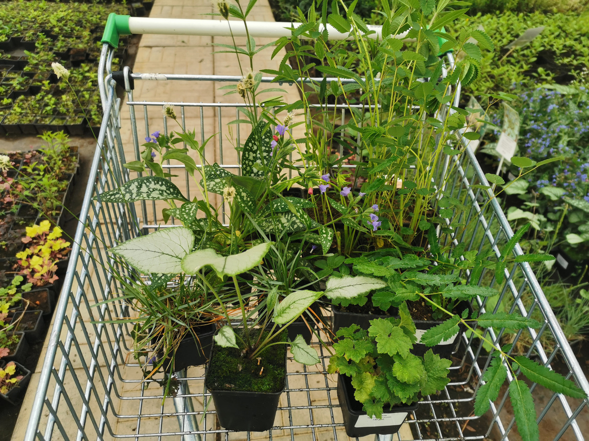 Очередная покупка в Gardenplants. Но в прикопе я нашла гораздо больше)