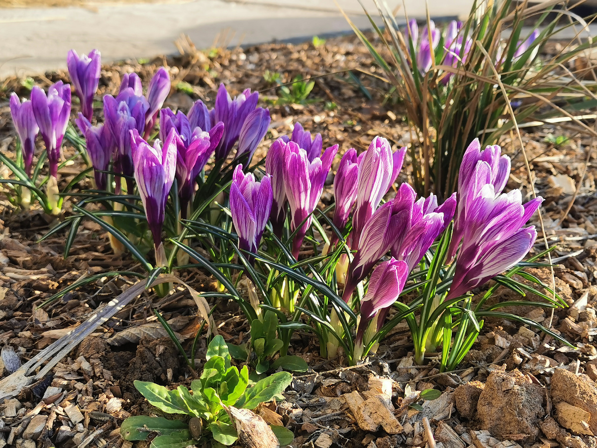 Крокусы в саду, 2026 г. 