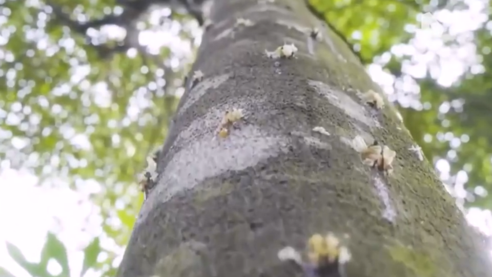 ФОТО: Кадр из программы "Загадки человечества", РЕН ТВ