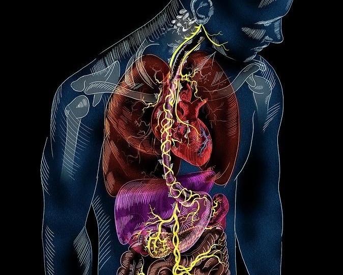 «Сердце прыгает» после еды или вечером? Как ваш ЖКТ «сводит с ума» вагус (и провоцирует экстрасистолы)