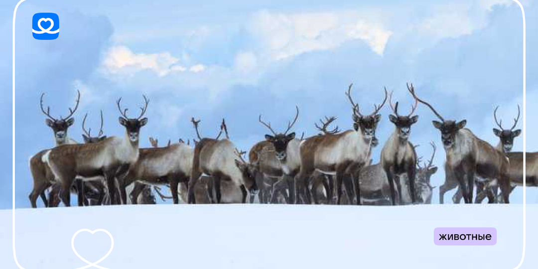 Сохраним популяцию дикого северного оленя на Байкале