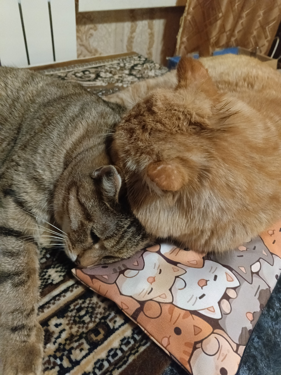 Марфуша и Проня