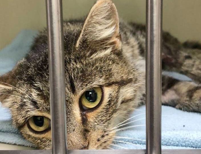 🆘Покалеченную Бусю вывезли и выбросили на трассе. Очень нужен Человек, который покажет ей, что такое любовь и забота 🆘