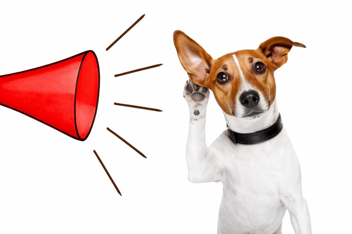 Пёс с поднятым ухом и лапой реагирует на звук