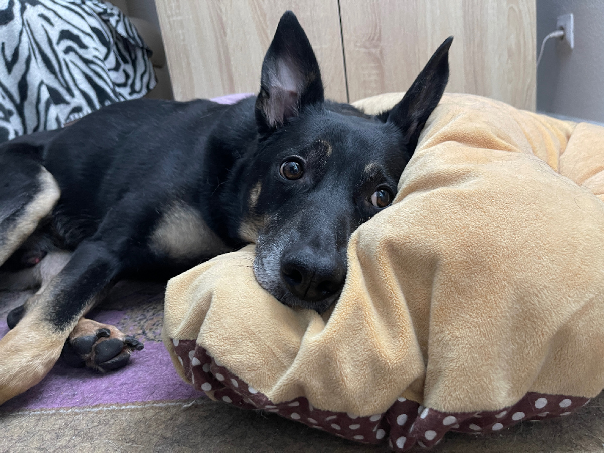 Это вот я лежу при свете фонаря... 🥱