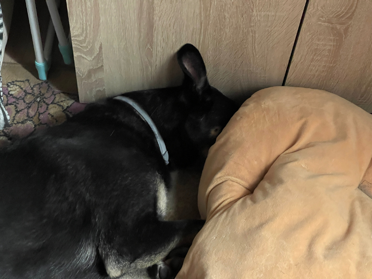 Ну... Примерно так это выглядит 😅! Ещё, бывает, лапкой глаза себе прикрываю, чтобы мордочку целиком ее прятать, а только нос 😁