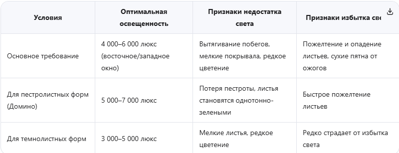 Идеальное освещение для спатифиллума