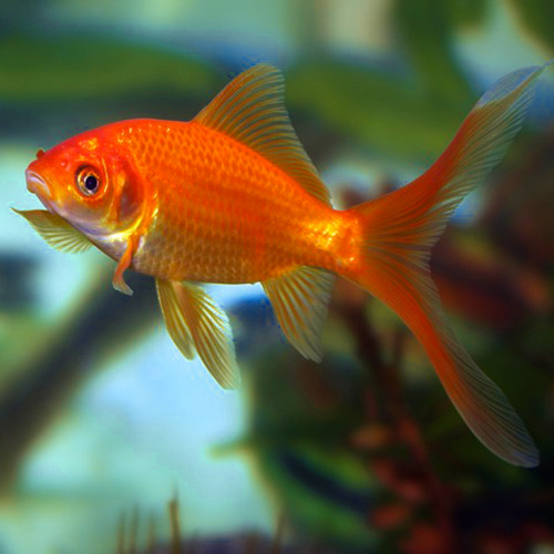 ПОЧЕМУ ДОХНУТ РЫБКИ? АКВАРИУМ ДЛЯ ЧАЙНИКОВ.