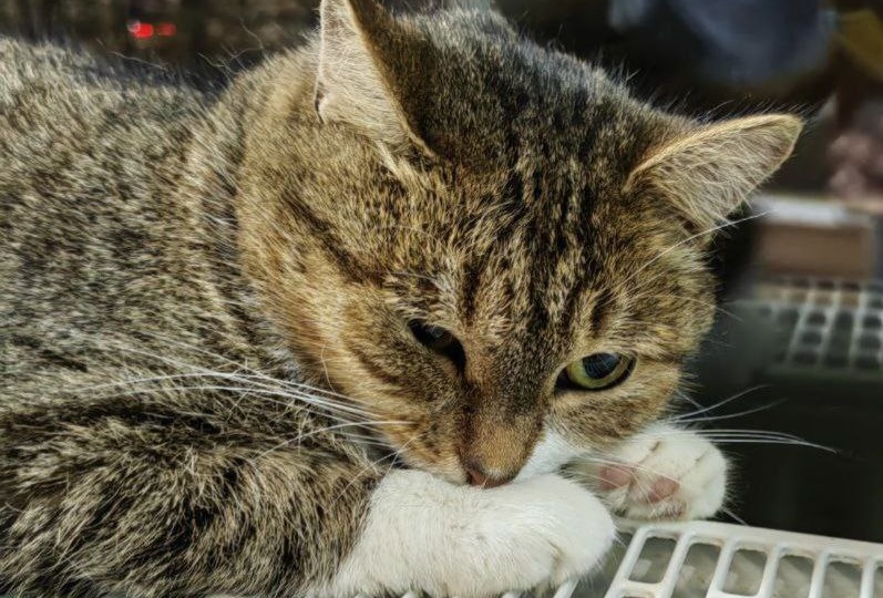 Пищалку никто не хочет забирать домой. Семья, где же вы?