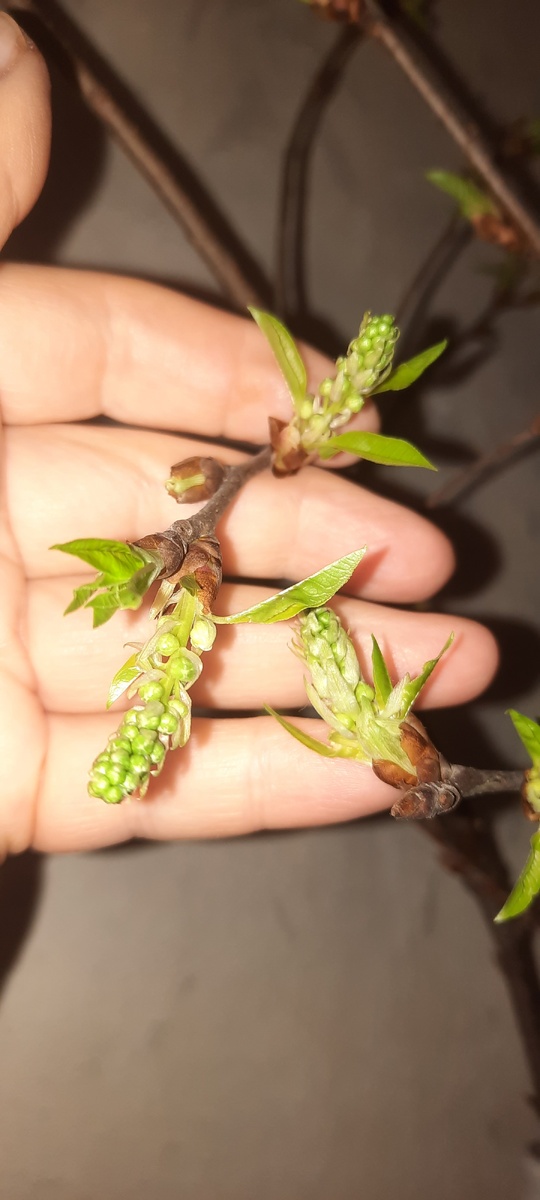 Веточки черёмухи поставила в воду 1 февраля.