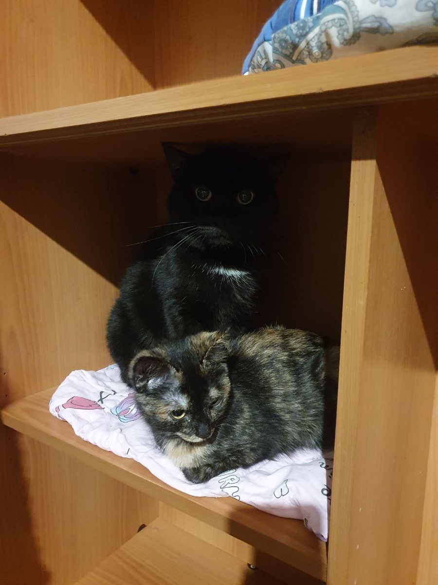 Луиза уже подросла, но периодическивсё приходит посидеть рядом с приёмным папой Блэком