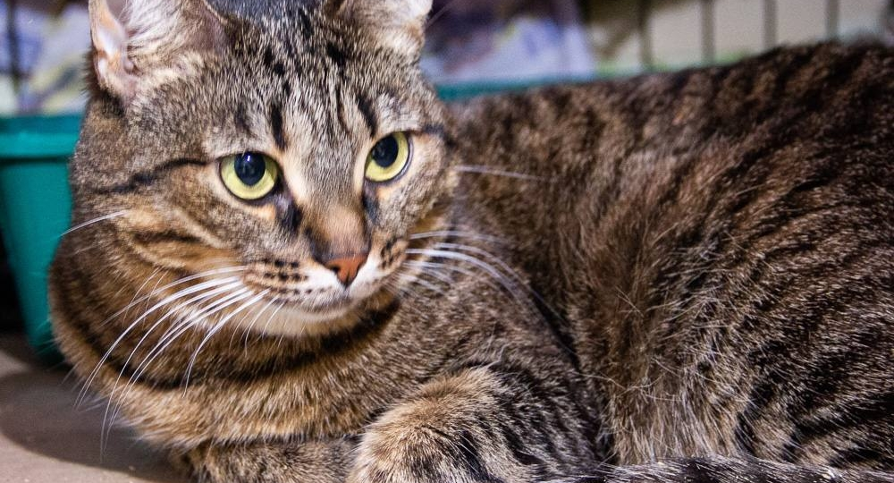 Сара грустит... Ей нужен дом, надёжный и любящий 🙏🏡