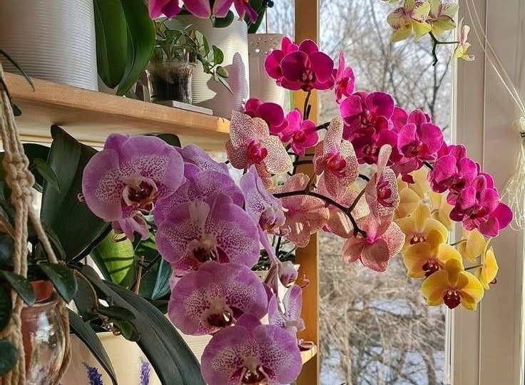 Орхидеи выпустят корни из всех щелей!