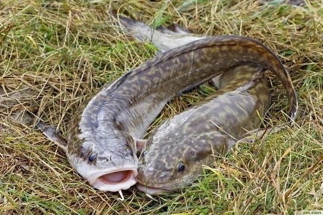 Ночной охотник северных рек: секреты успешной ловли налима в разные времена года