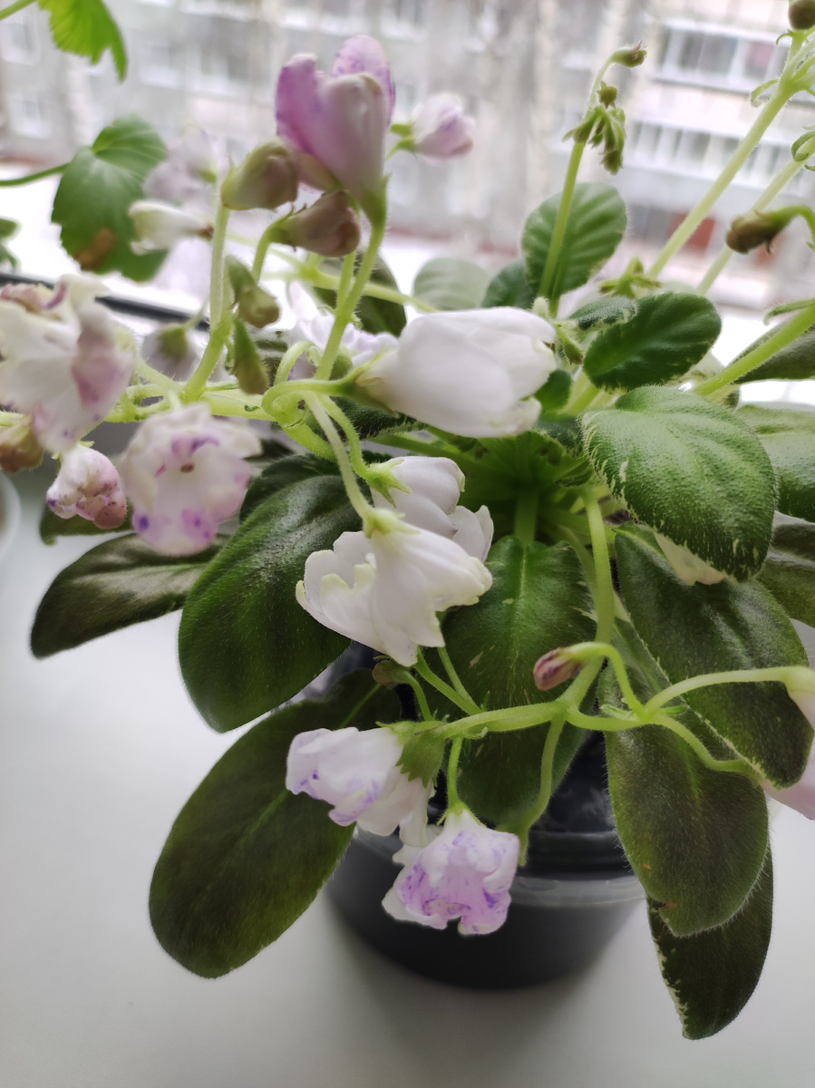 Ав- Корзина подснежников 