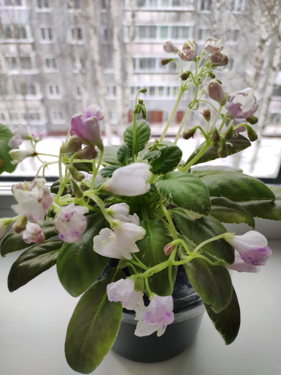 Ав- Корзина подснежников 