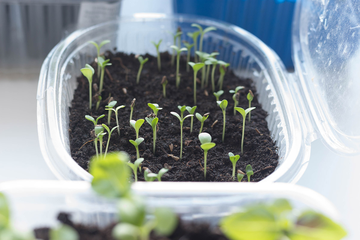 bogdych / Shutterstock / FOTODOM📷Сеять нужно поверхностно, слегка присыпая землей, в хорошо увлажненный субстрат