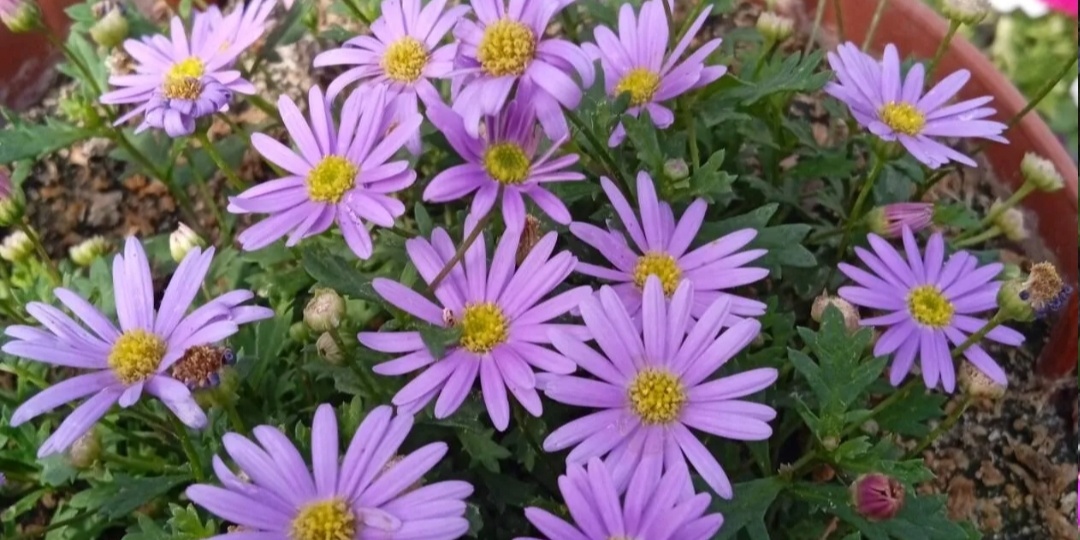 Сама не посажу и Вам не посоветую!! ТОР 11 растений-лузеров! Часть 1.