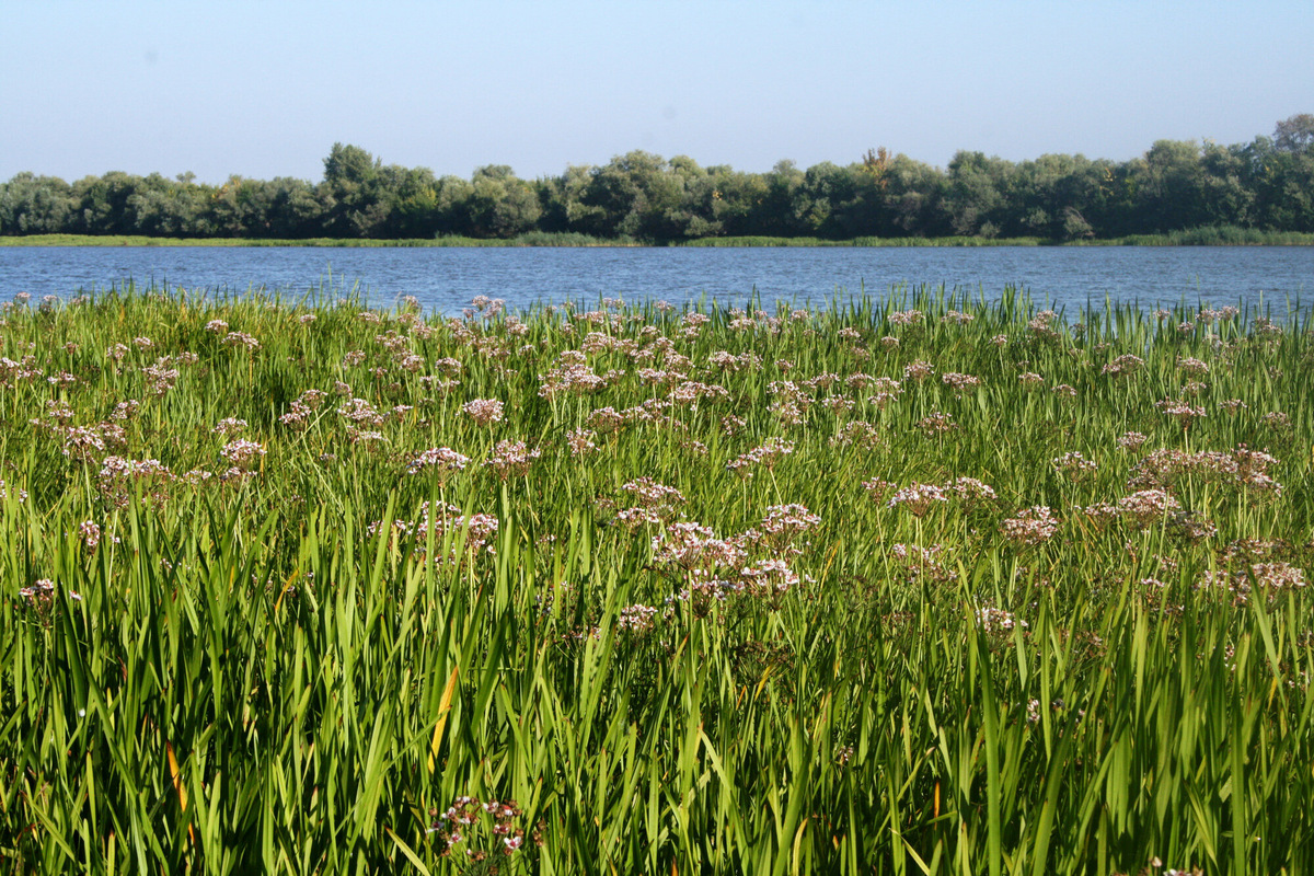 Река Бузан — крупный рукав в дельте Волги. Фото: sergeymarutin / Wikimedia