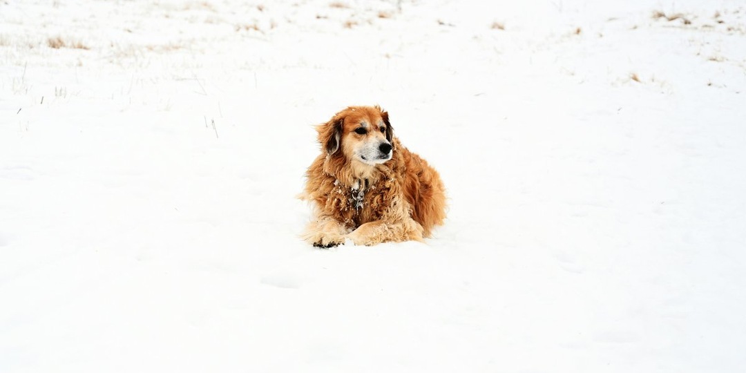 Чудо на четырех лапах: как в Тверской области спасают собаку с тяжелой травмой