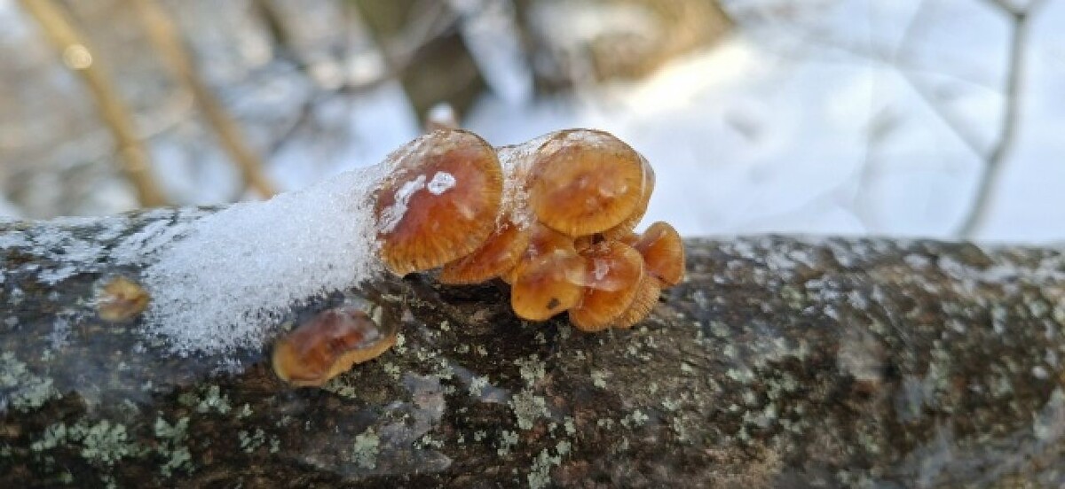   Фото: Анна Корягина, сообщество "Воронежские грибники"