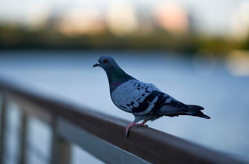     / Источник: © ИЗВЕСТИЯ/Дмитрий Коротаев