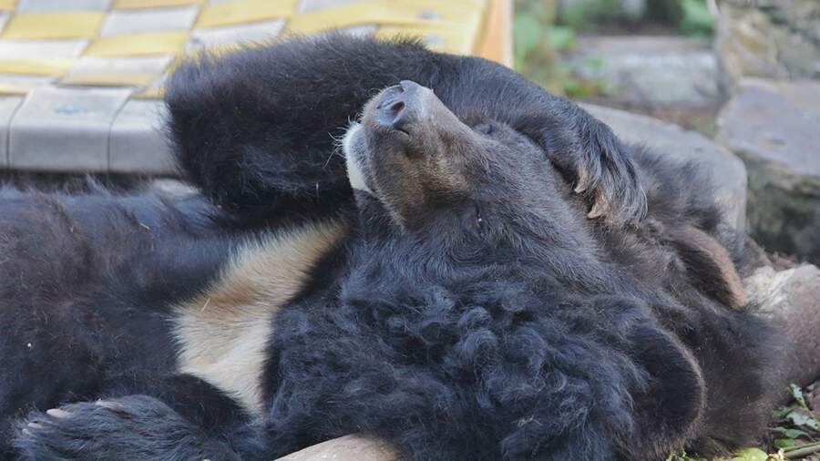    Фото: t.me/kldzoo