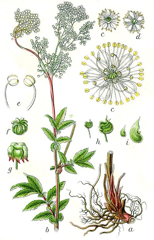 Ботаническая иллюстрация Якоба Штурма из книги Deutschlands Flora in Abbildungen, 1796 год
