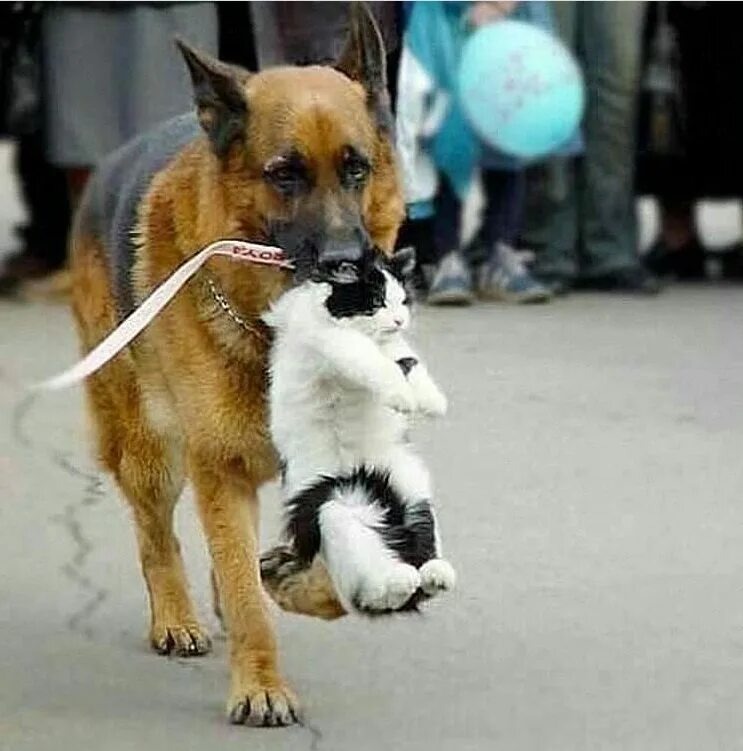 источник Яндекс-картинки