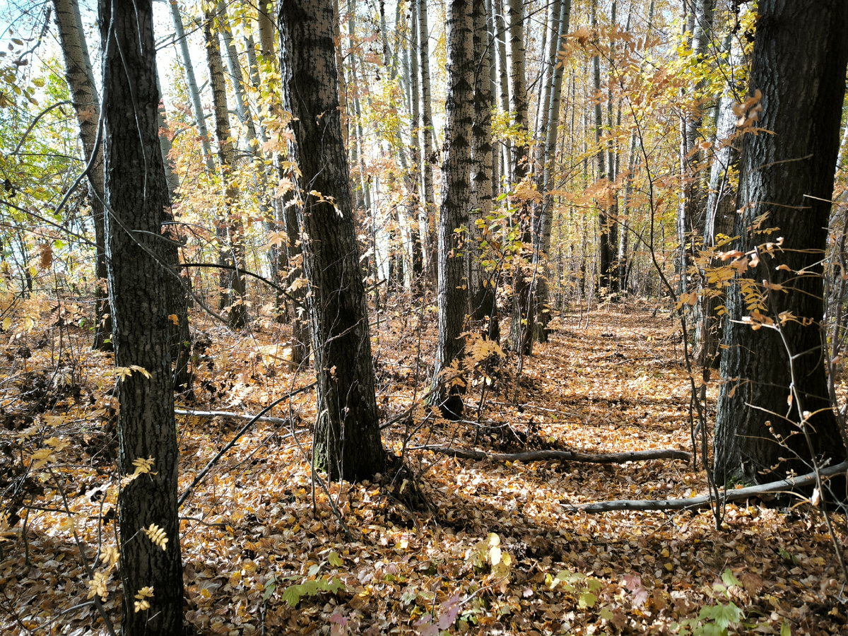 Тополя, до свидания