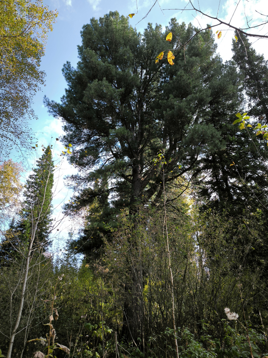 До встречи, таёжный исполин