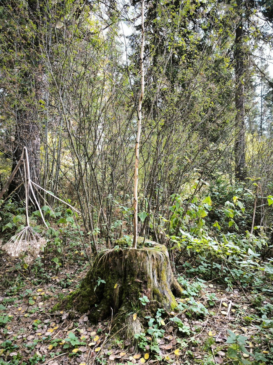 Новая жизнь