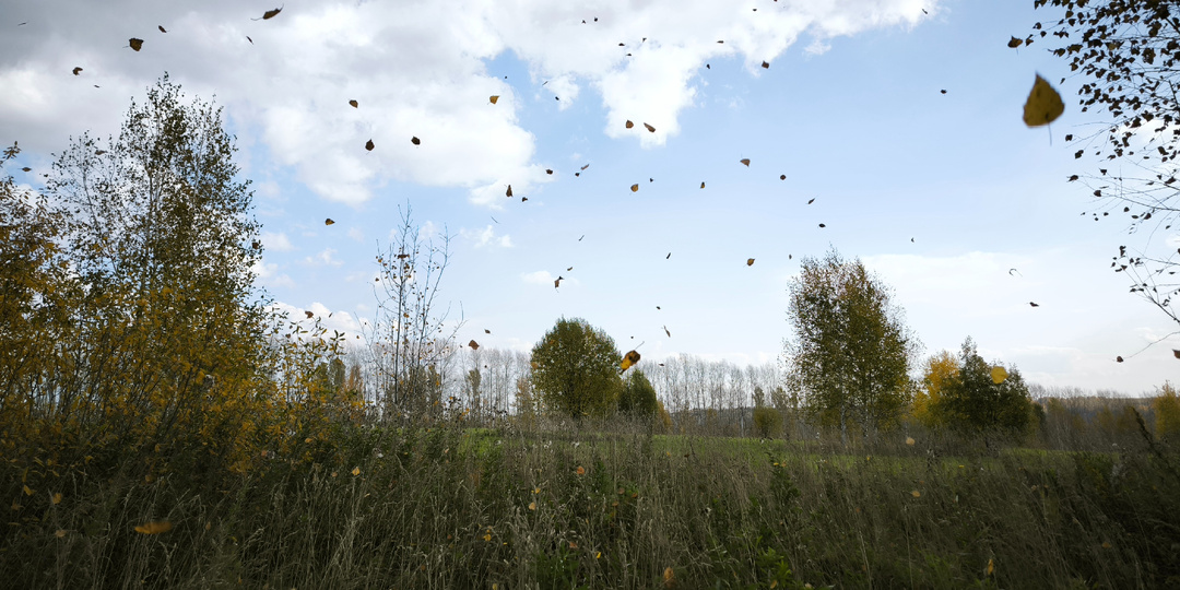 Грибной сезон 2025. Часть III