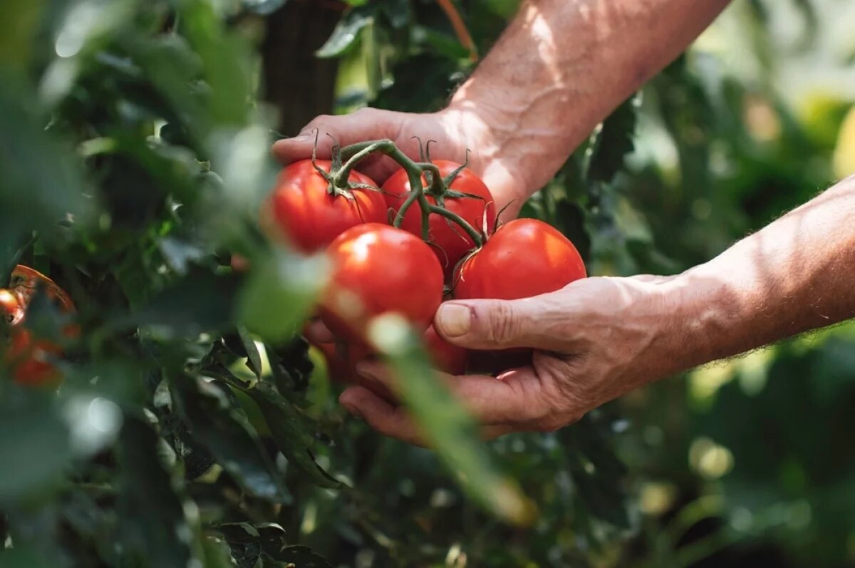    Редакция aif.ru собрала самый полный гид по лучшим сортам томатов 2026 года.
